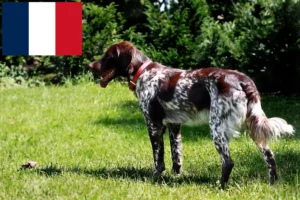 Scopri di più sull'articolo Allevatori di Épagneul français e cuccioli in Francia