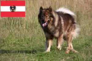 Scopri di più sull'articolo Allevatori di Eurasier e cuccioli in Austria