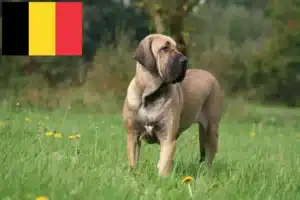 Scopri di più sull'articolo Allevatori di Fila Brasileiro e cuccioli in Belgio