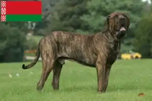 Scopri di più sull'articolo Allevatori di Fila Brasileiro e cuccioli in Bielorussia