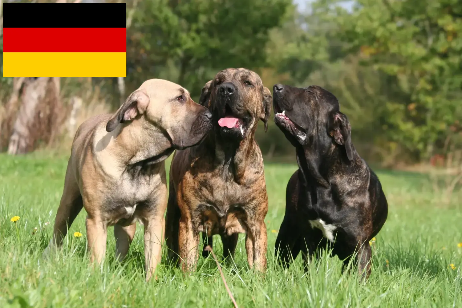 Scopri di più sull'articolo Allevatori di Fila Brasileiro e cuccioli in Germania