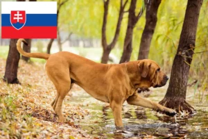 Scopri di più sull'articolo Allevatori di Fila Brasileiro e cuccioli in Slovacchia