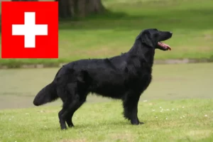 Scopri di più sull'articolo Allevatori e cuccioli di Flat Coated Retriever in Svizzera