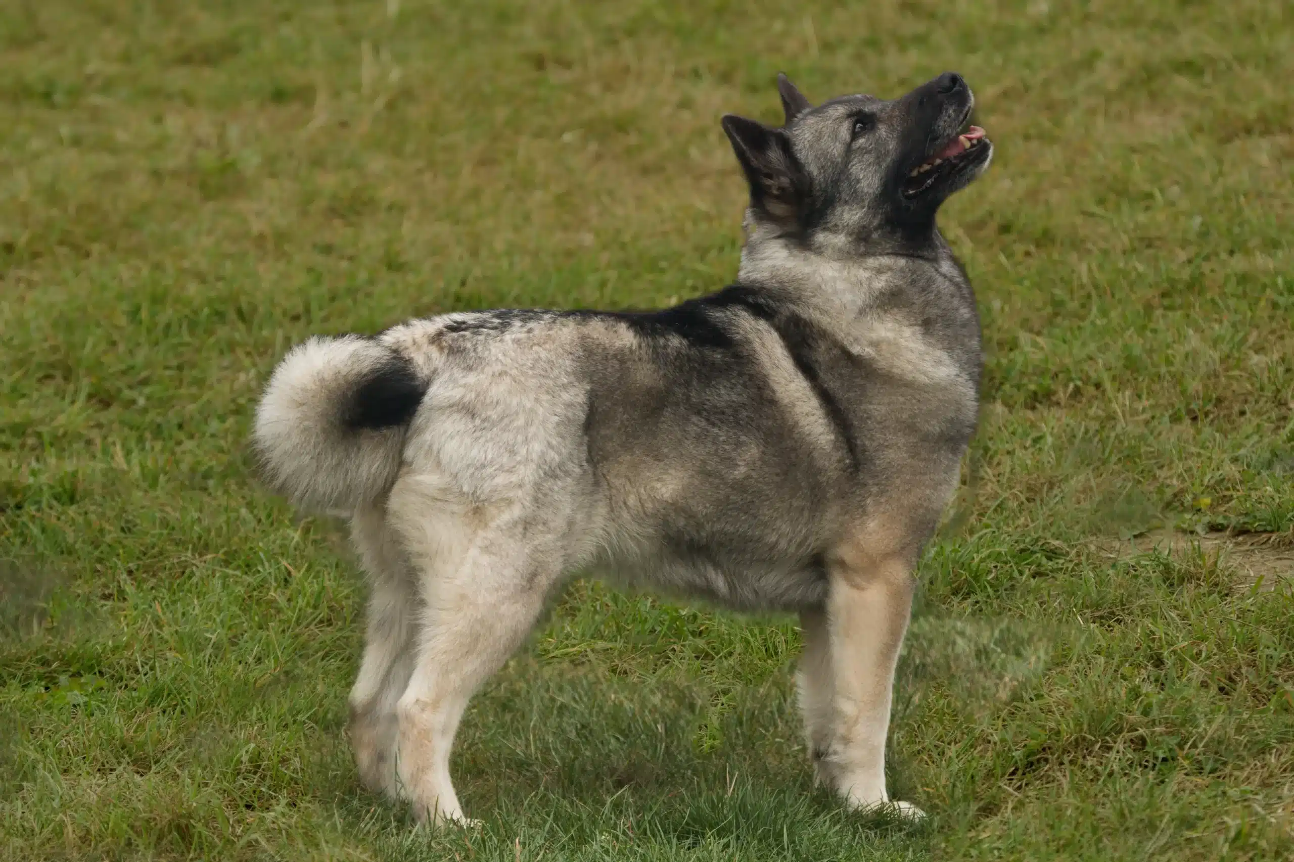Scopri di più sull'articolo Allevatore di Buhund norvegese