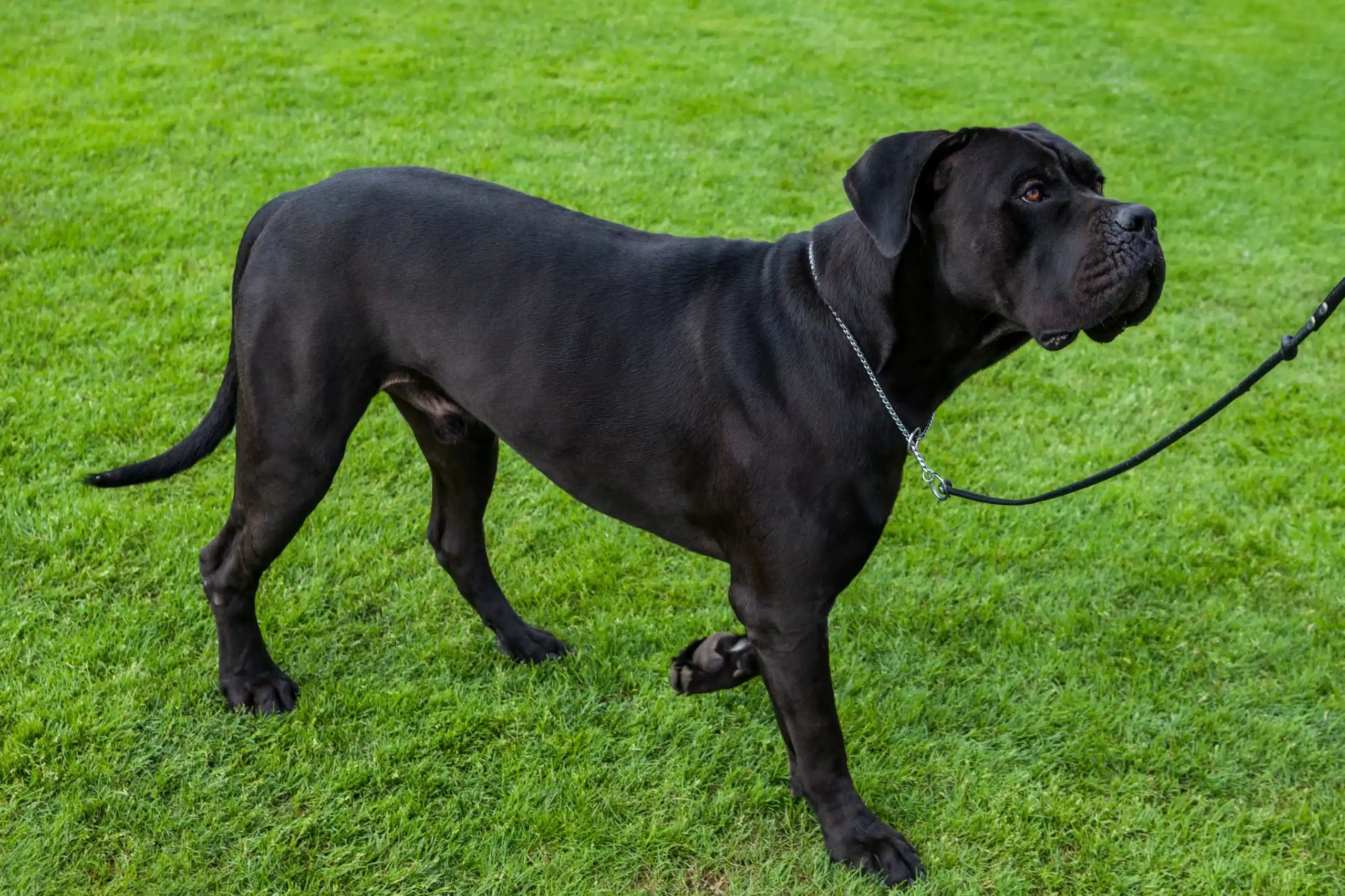Scopri di più sull'articolo Allevatore di Cane Corso Italiano