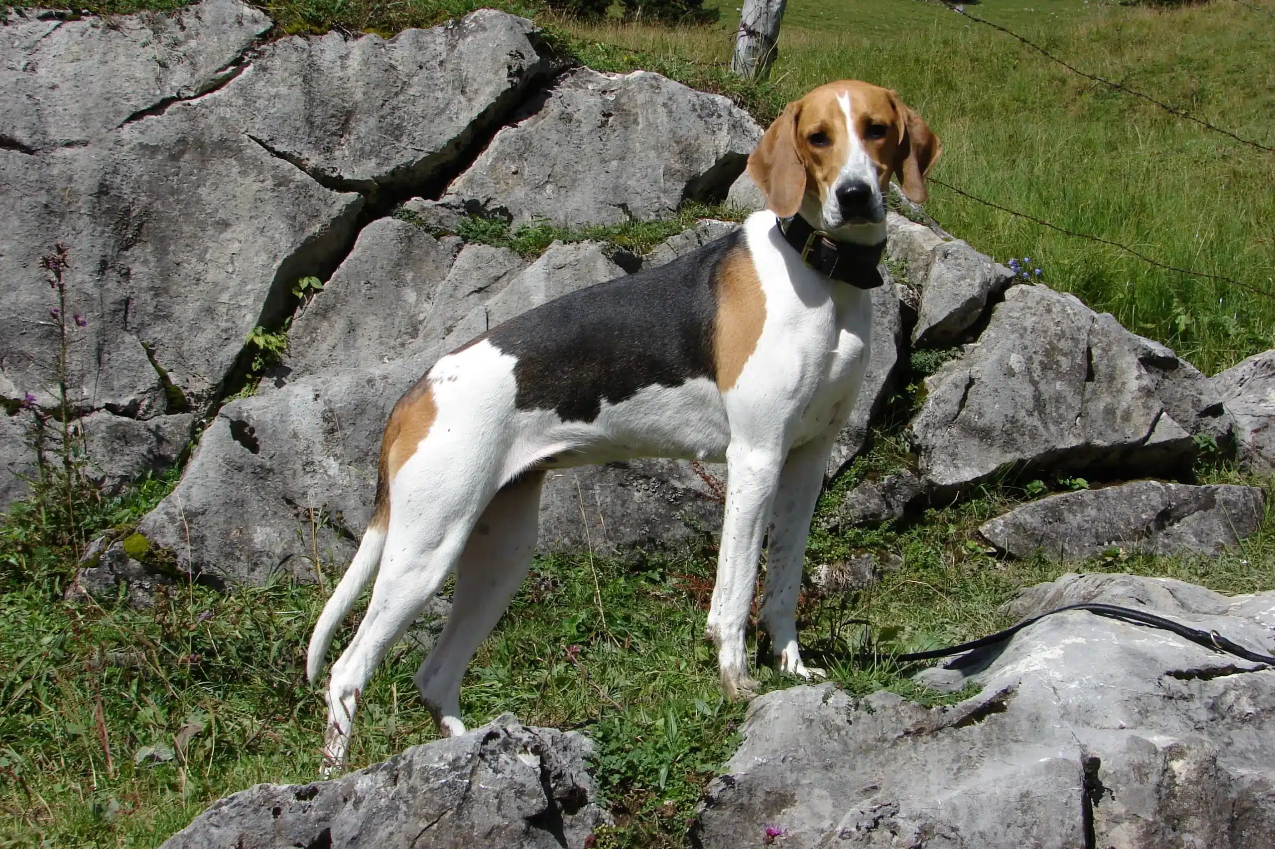 Scopri di più sull'articolo Allevatore di cani da caccia francesi