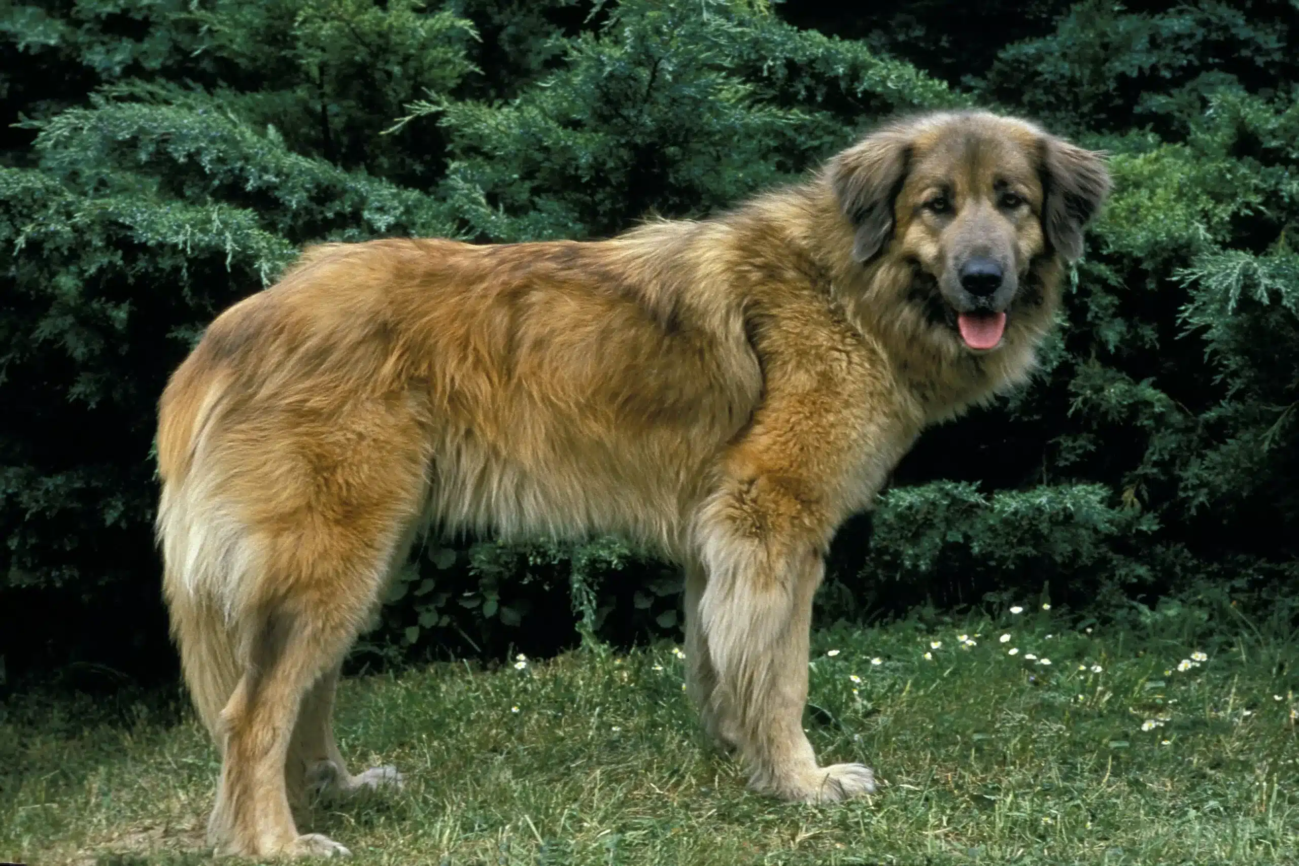 Scopri di più sull'articolo Allevatore di Cão Da Serra Da Estrela