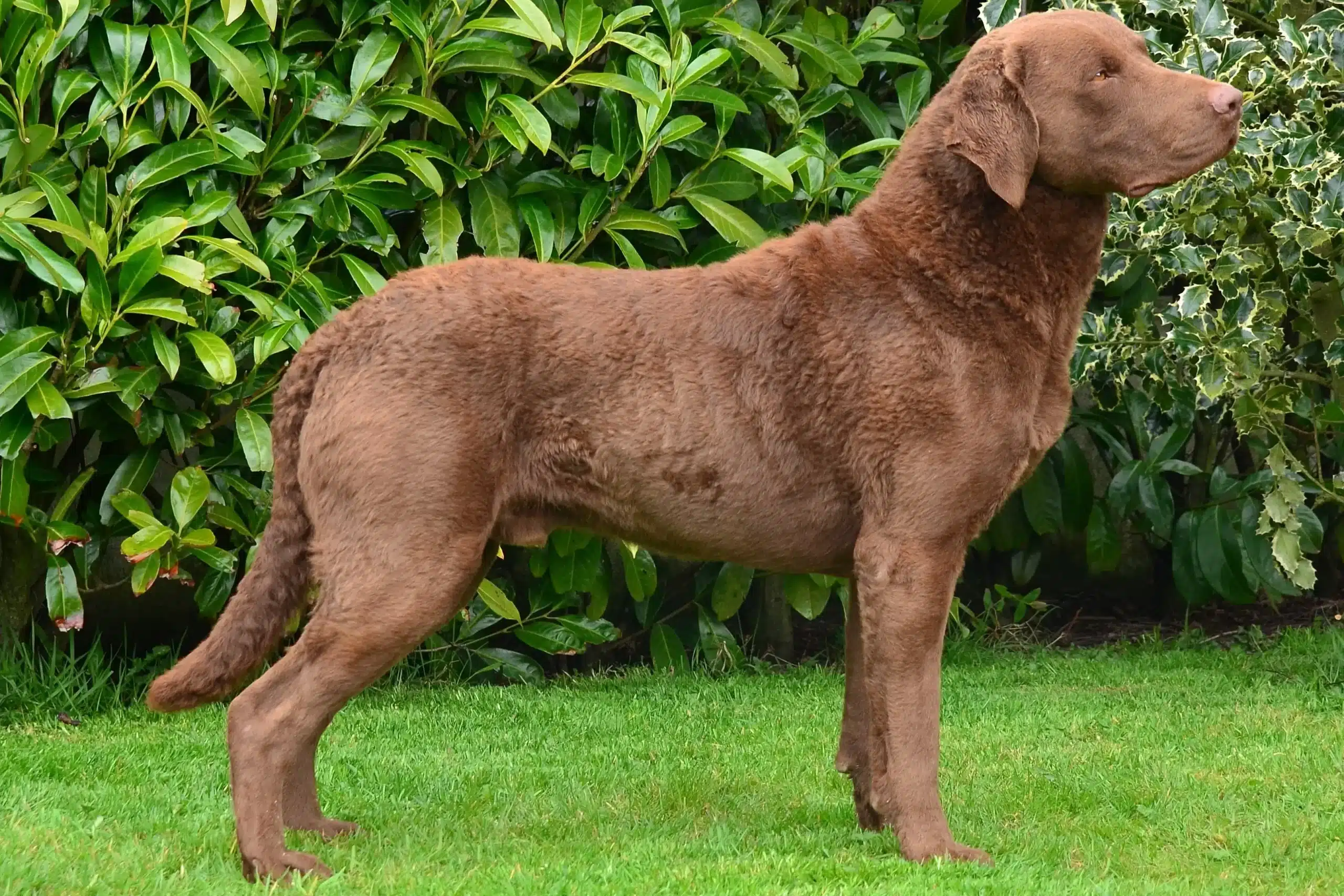 Scopri di più sull'articolo Allevatore di Chesapeake Bay Retriever