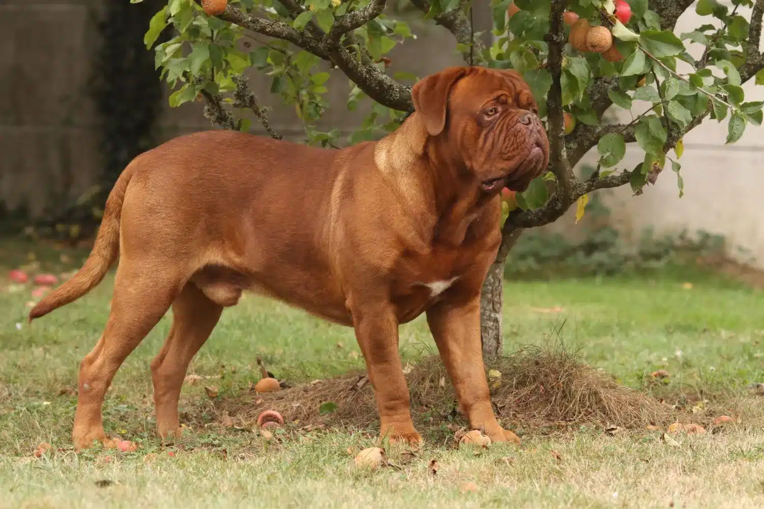 Cuccioli e allevatori di Dogue de Bordeaux Qui potete trovare gli allevatori di Dogue de Bordeaux più vicini a voi.