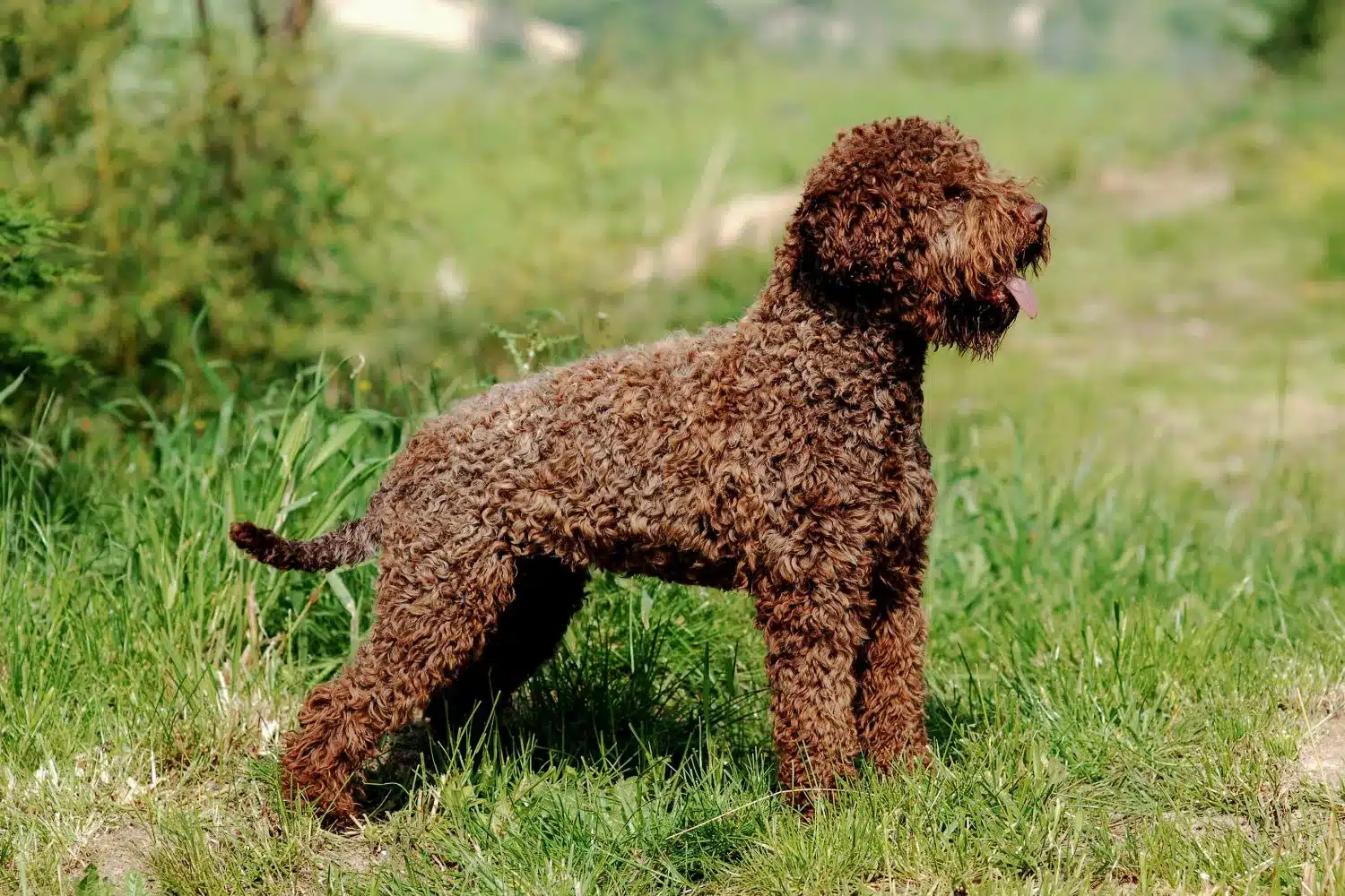 Cuccioli e allevatori di Lagotto Romagnolo Qui puoi trovare gli allevatori di Lagotto Romagnolo più vicini a te.