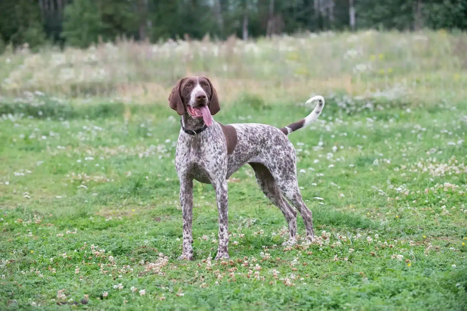 Cuccioli di pelo corto tedesco e allevatori Qui è possibile trovare gli allevatori di Shorthair tedesco più vicini a voi.