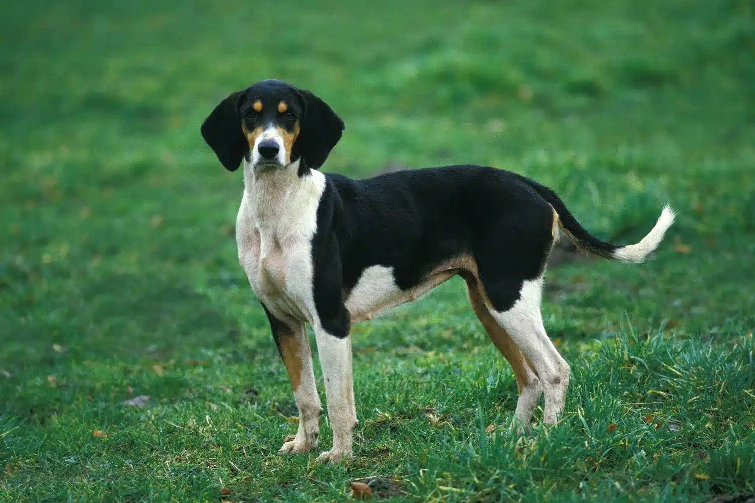 Cuccioli e allevatori di Grand Anglo-Français Trova gli allevatori di Grand Anglo-Français più vicini a te.