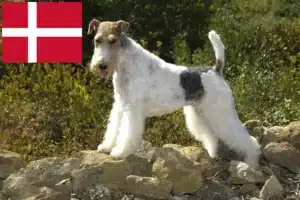 Scopri di più sull'articolo Allevatori di Fox Terrier e cuccioli in Danimarca