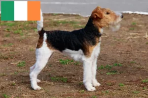Scopri di più sull'articolo Allevatori di Fox Terrier e cuccioli in Irlanda