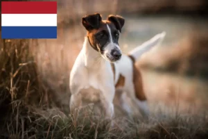 Scopri di più sull'articolo Allevatori di Fox Terrier e cuccioli nei Paesi Bassi