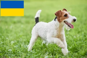 Scopri di più sull'articolo Allevatori di Fox Terrier e cuccioli in Ucraina