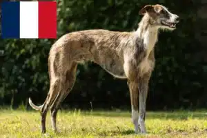 Scopri di più sull'articolo Allevatori e cuccioli di Galgo Espanol in Francia