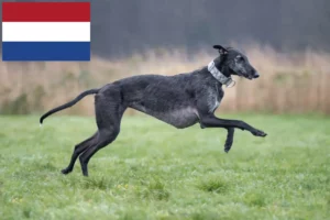 Scopri di più sull'articolo Allevatori di Galgo Espanol e cuccioli in Olanda