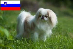Scopri di più sull'articolo Allevatori di Japan Chin e cuccioli in Slovenia