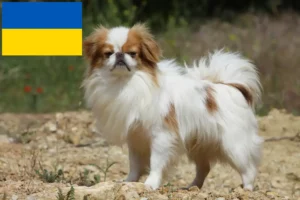Scopri di più sull'articolo Allevatori e cuccioli di Japan Chin in Ucraina