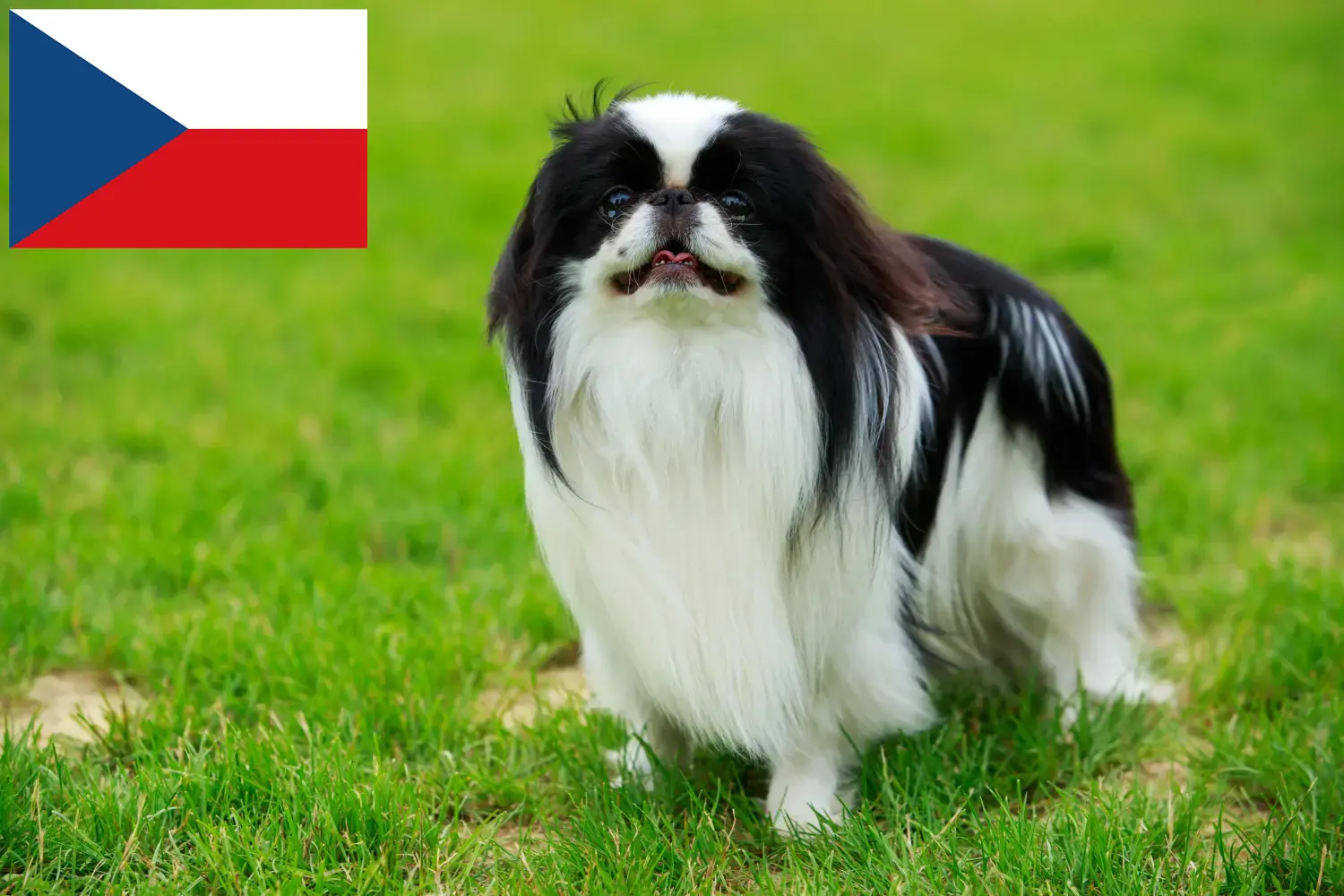 Scopri di più sull'articolo Allevatori di Japan Chin e cuccioli in Repubblica Ceca