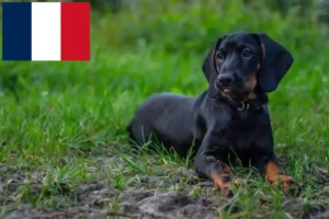Scopri di più sull'articolo Allevatori di Gończy Polski e cuccioli in Francia