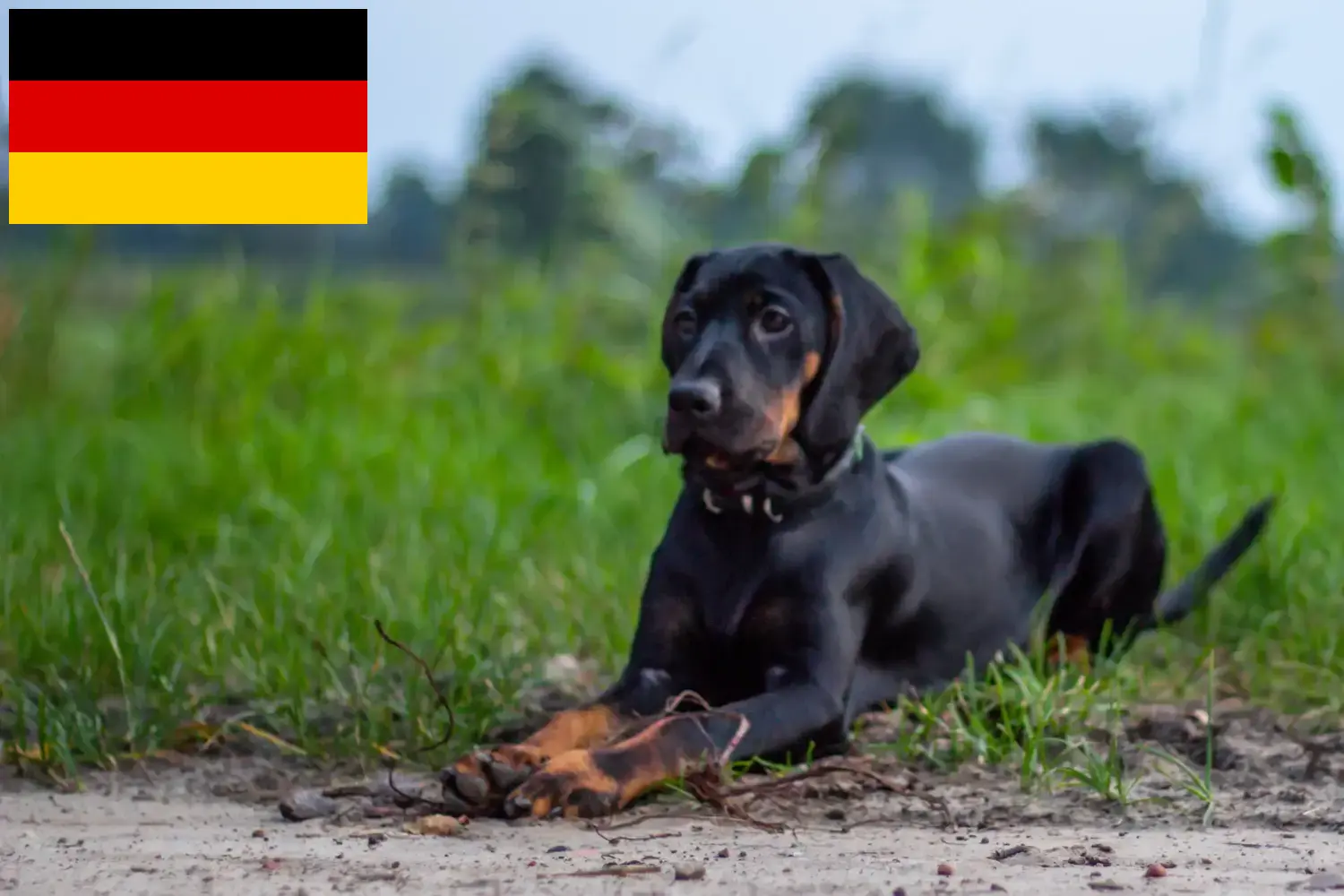 Scopri di più sull'articolo Allevatori di Gończy Polski e cuccioli in Germania