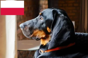 Scopri di più sull'articolo Gończy Polski allevatori e cuccioli in Polonia