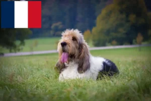 Scopri di più sull'articolo Allevatori di Grand Basset Griffon Vendéen e cuccioli in Francia