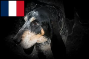Scopri di più sull'articolo Allevatori di Grand Bleu de Gascogne e cuccioli in Francia