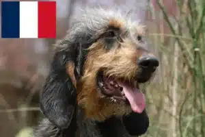 Scopri di più sull'articolo Allevatori di Griffon Nivernais e cuccioli in Francia