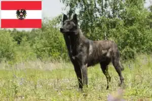 Scopri di più sull'articolo Allevatori di Hollandse Herdershond e cuccioli in Austria