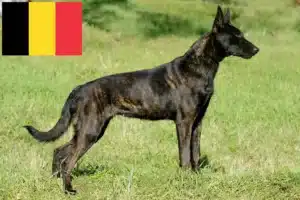 Scopri di più sull'articolo Allevatori di Hollandse Herdershond e cuccioli in Belgio