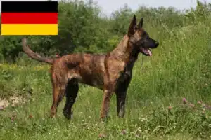 Scopri di più sull'articolo Allevatori di Hollandse Herdershond e cuccioli in Germania