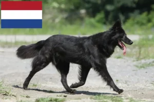 Scopri di più sull'articolo Allevatori di Hollandse Herdershond e cuccioli in Olanda