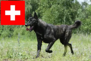 Scopri di più sull'articolo Allevatori di Hollandse Herdershond e cuccioli in Svizzera
