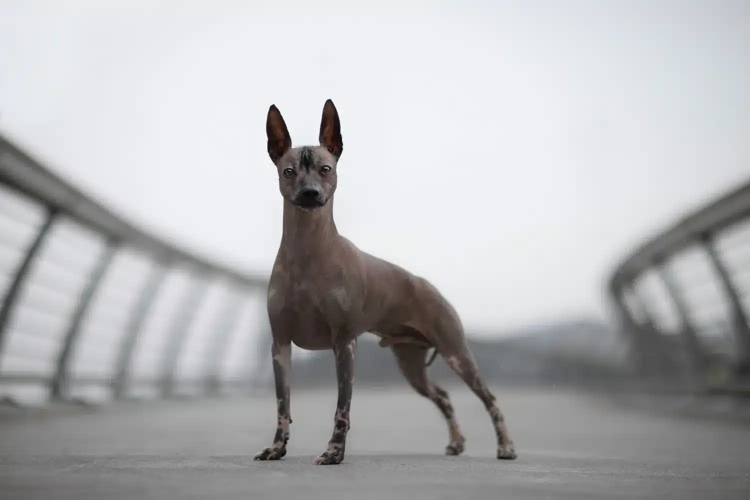 Cuccioli di cani senza pelo peruviani e allevatori Trova gli allevatori di cani Peruvian Hairless più vicini a te.