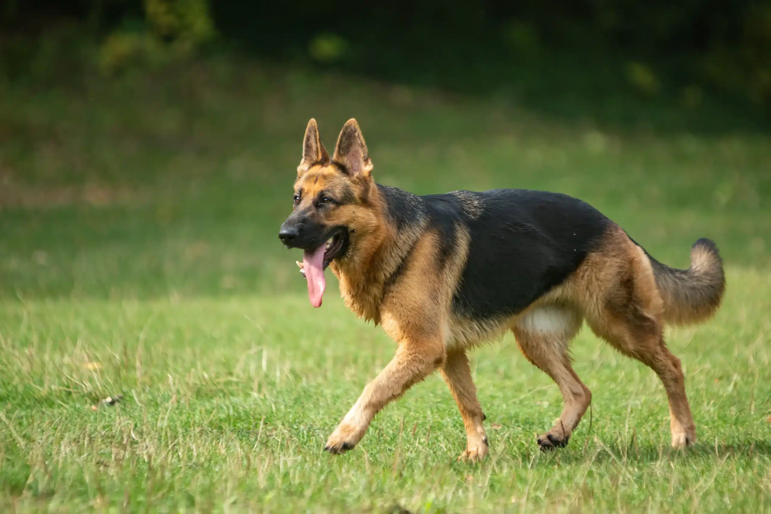 Scopri di più sull'articolo Allevatore di cani da pastore