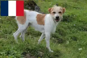 Scopri di più sull'articolo Allevatori di Kromfohrländer e cuccioli in Francia