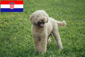 Scopri di più sull'articolo Allevatori di Lagotto Romagnolo e cuccioli in Croazia