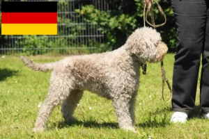 Scopri di più sull'articolo Allevatori di Lagotto Romagnolo e cuccioli in Germania