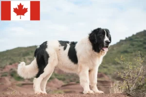 Scopri di più sull'articolo Allevatori di Landseer e cuccioli in Canada