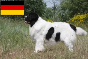 Scopri di più sull'articolo Allevatori e cuccioli di Landseer in Germania