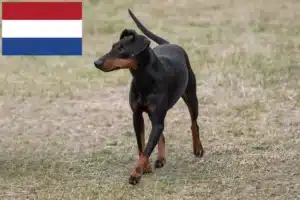 Scopri di più sull'articolo Allevatori di Manchester Terrier e cuccioli nei Paesi Bassi