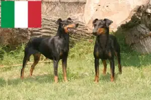 Scopri di più sull'articolo Allevatori di Manchester Terrier e cuccioli in Italia