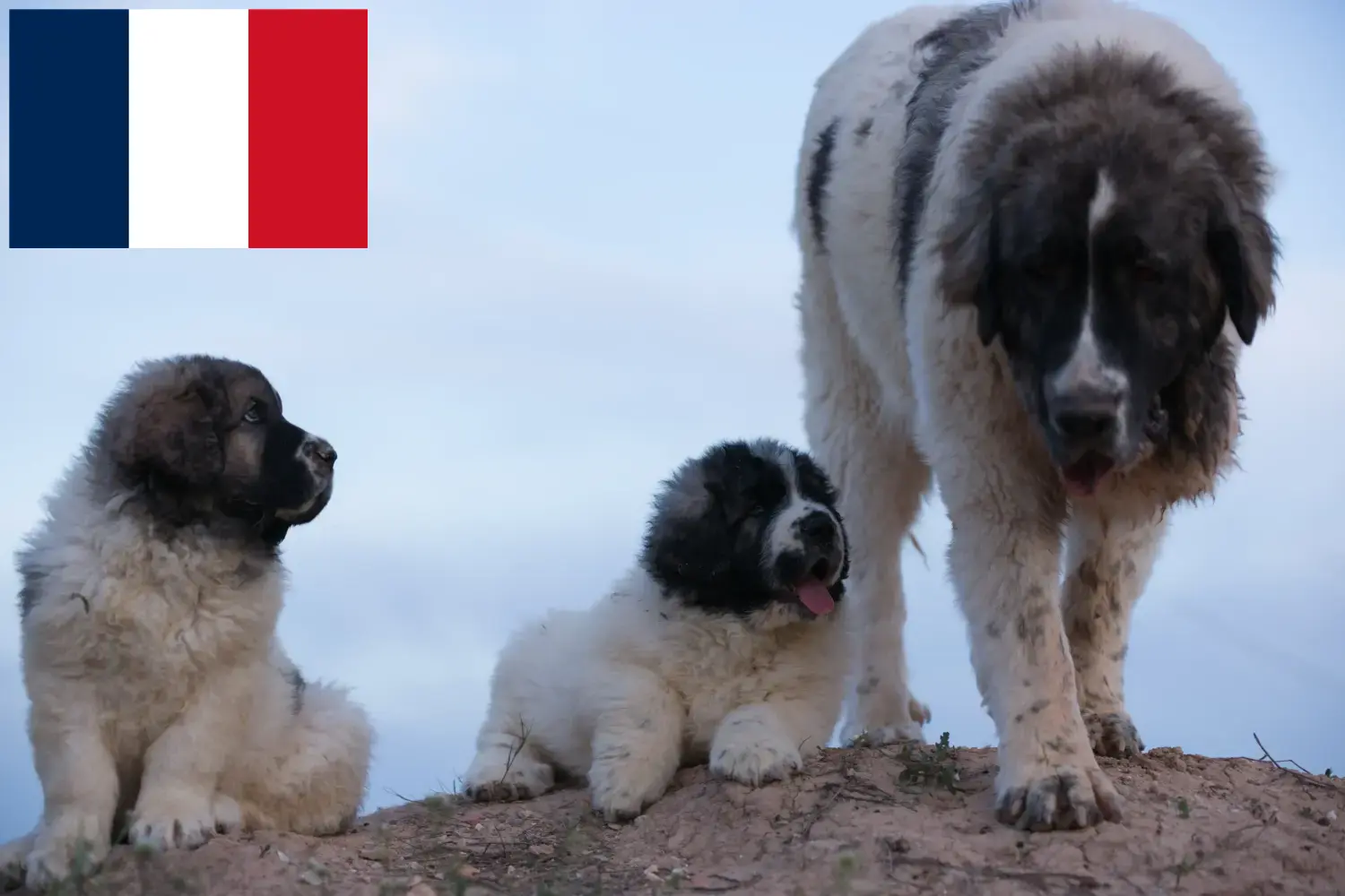 Mastín del Pirineo cuccioli e allevatori Francia Qui troverete gli allevatori di Mastín del Pirineos in Francia.
