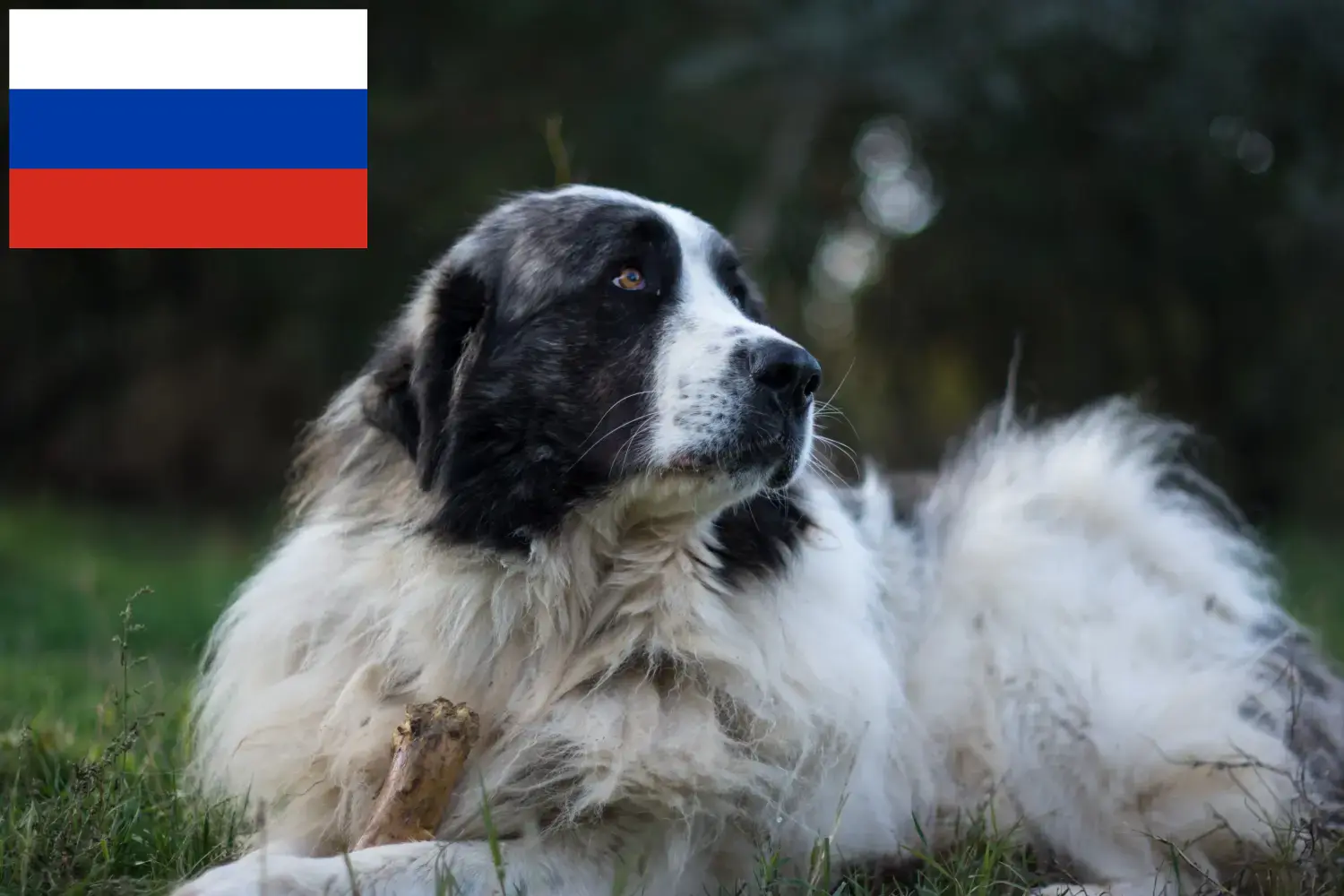 Mastín del Pirineo cuccioli e allevatori Russia Qui potete trovare gli allevatori di Mastín del Pirineos in Russia.