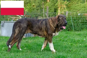 Scopri di più sull'articolo Allevatori di Mastín Español e cuccioli in Polonia