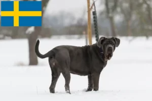 Scopri di più sull'articolo Allevatori di Mastino Napoletano e cuccioli in Svezia