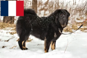 Scopri di più sull'articolo Allevatori e cuccioli di Mastino Tibetano in Francia